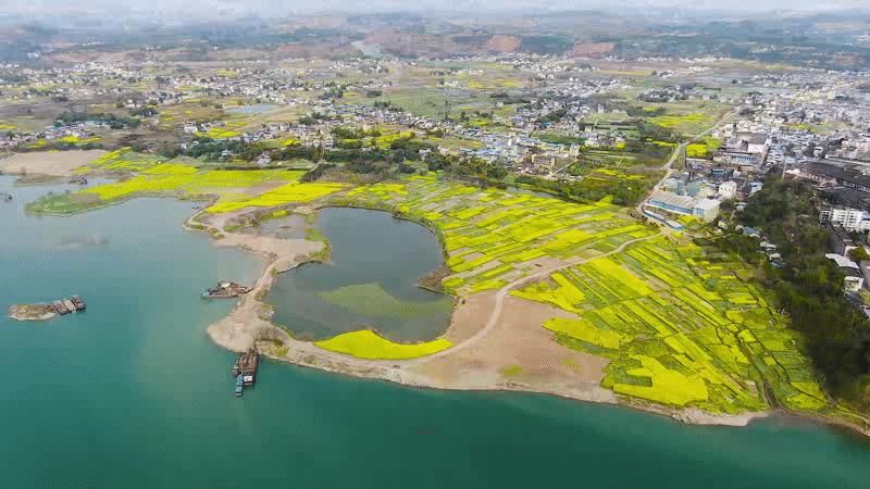 老年|壮观！南充高坪这里油菜花海盛放，遍地金黄美到霸屏！