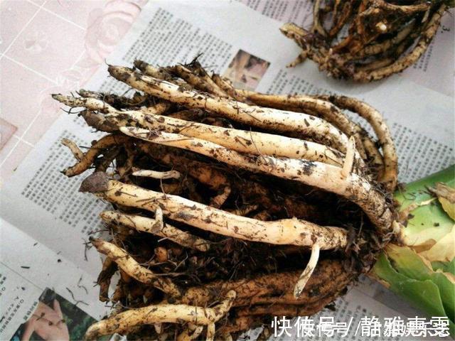 浇水|君子兰是“懒汉”，要懒养，不黄叶不烂根，年年开花多，美呆了