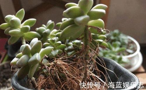 养多肉要细心,长胡须还徒长就是有问题,教你3招正确处理