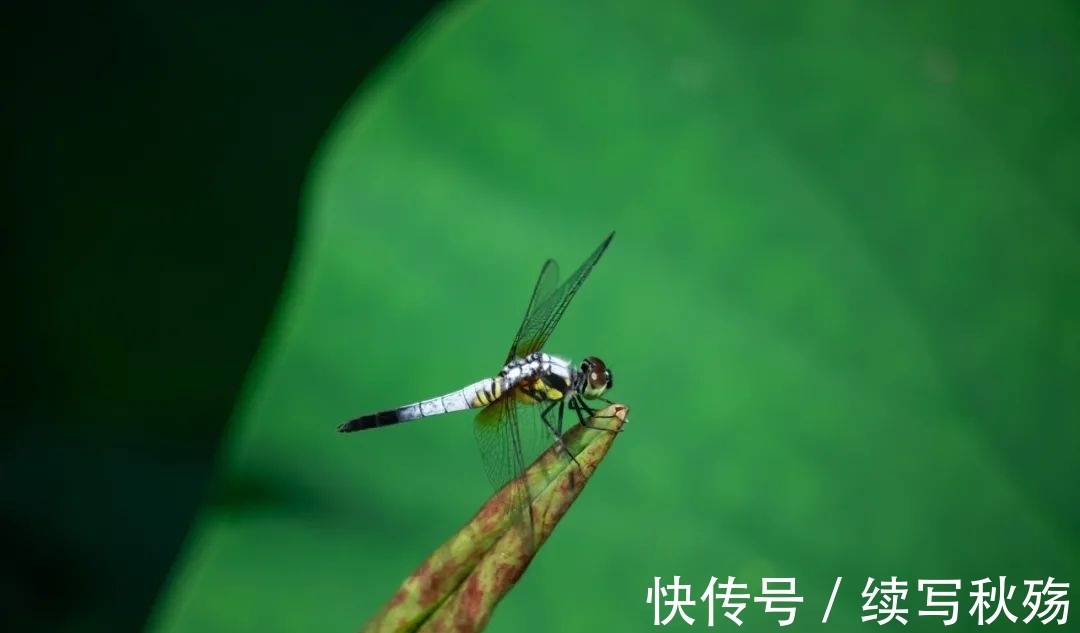 罗旭@杨万里:快镜头写实,带你领会不一样的“诚斋体”