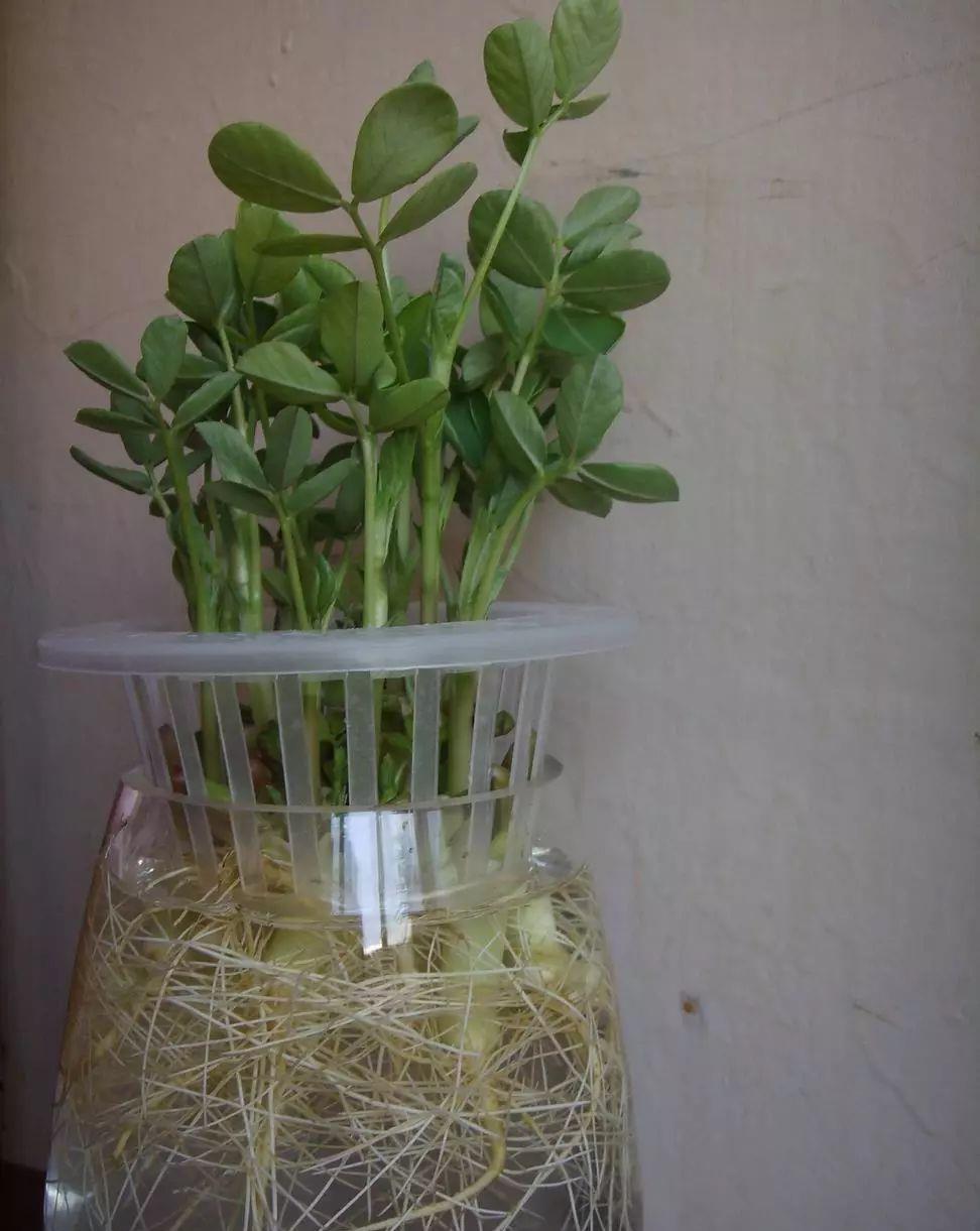 家里的有些东西,扔水里就是一盆郁郁葱葱小盆栽