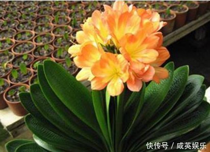 老婆不小心将“它”扔进花盆里,干瘪的君子兰,开花爆盆了