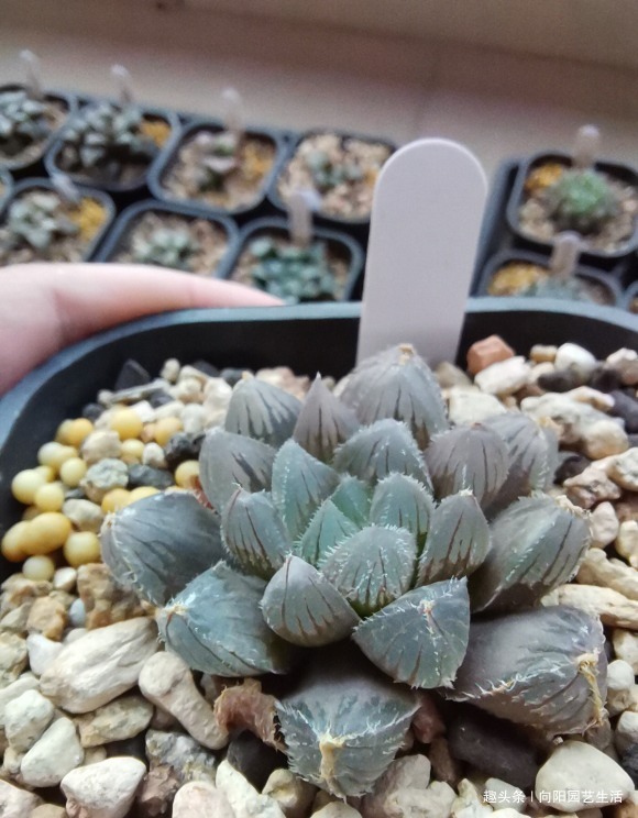 叶插多肉有“诀窍”，基质是关键，每天喷凉水，7天长出大白根