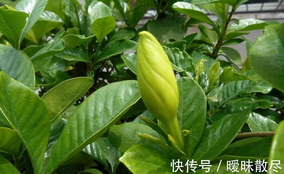 花友|容易被“误杀”的7种花,汲取教训,才能养好