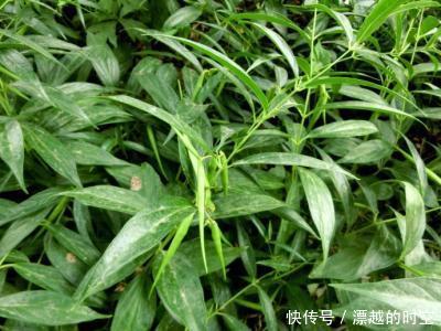 农村一种野草,蛇见到掉头,药用价值高,治疗胃痛有奇效,了解下