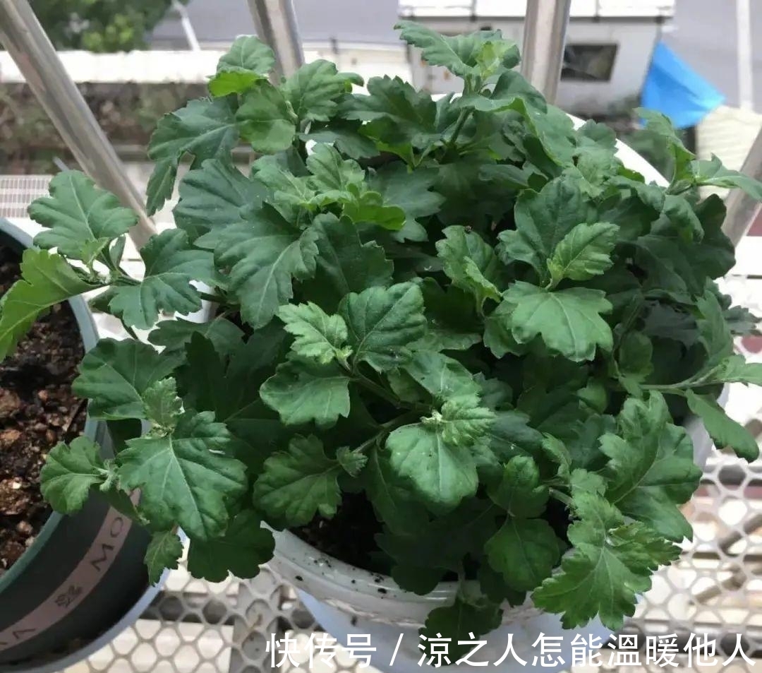 花苞|养的花一直不开花,主要是这6点做好,赶紧学起来