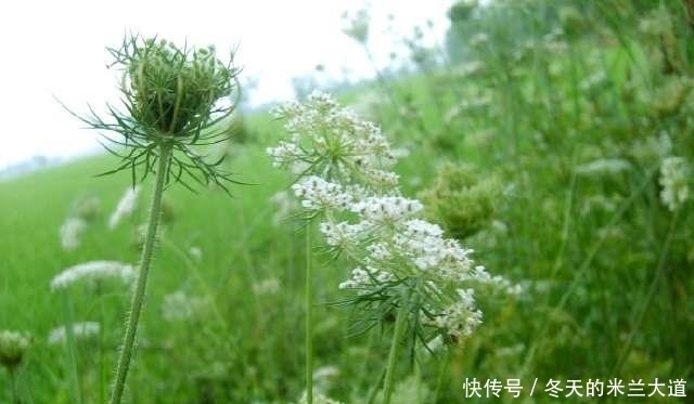 注意：常见的这3种野菜有毒，千万别食用