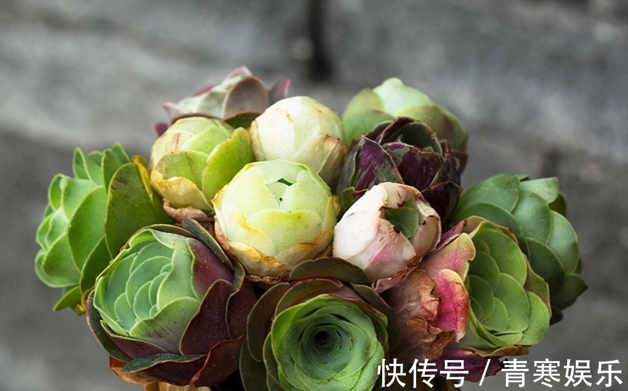 张大哥养肉10多年,总结出4个“耐热品种”,肉迷都喜欢