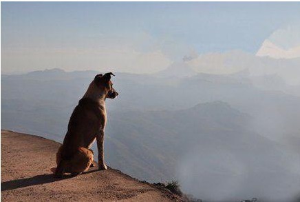 |搞笑图片幽默段子笑话狗狗瞧你很忧郁的样子啊,可别想不开呢