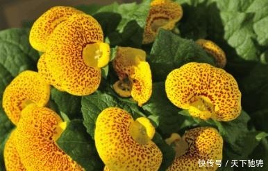 喜欢菊花，不如养盆荷包花，花似荷包，寓意吉祥富贵，亮丽多姿！