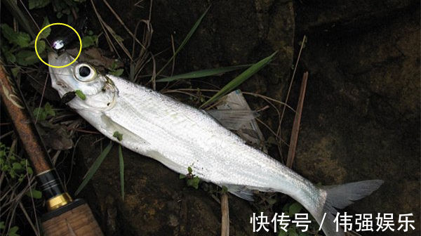 泥鳅|民间钓翘嘴鲌鱼的五种方法,盛夏高温鱼难钓,这种鱼反而更好钓
