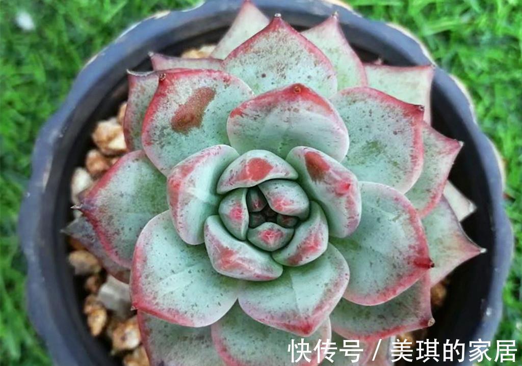 代表团|如果把多肉分成5大色系，各大色系优秀品种，会让肉友们爱不释手