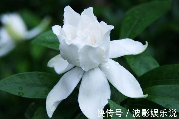 成活率|扦插栀子花最简单的方法,路边剪根枝条就能扦插,非常适合新手