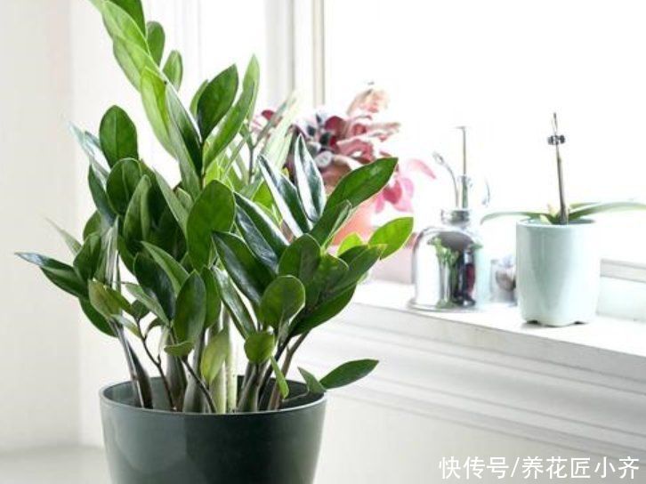 3种可以叶插的花卉,很容易成活,新手“玩”可以,但是养大很难