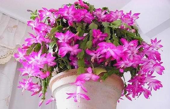 年宵花|阳台盆栽年宵花蟹爪兰,细节遵循4个要求,茎叶旺盛、开花多