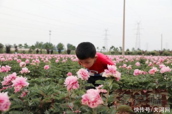 花海|实时“云赏花”！洛龙芍药花海向市民游客免费开放