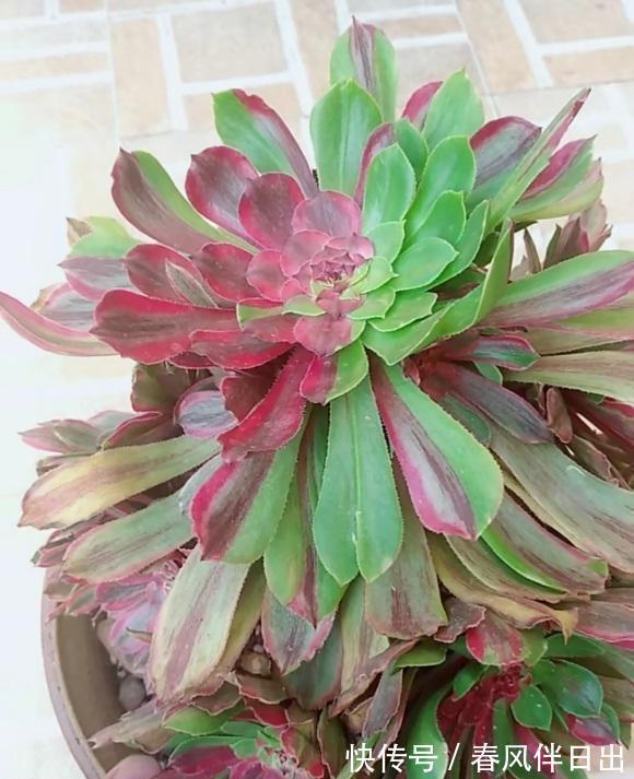 白露过后,气温开始下降,法师进入生长期,多浇水,冠幅更美