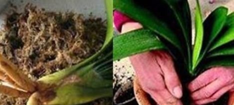 养君子兰,用上这“2种肥”,比什么淘米水、黄豆水强“100倍”