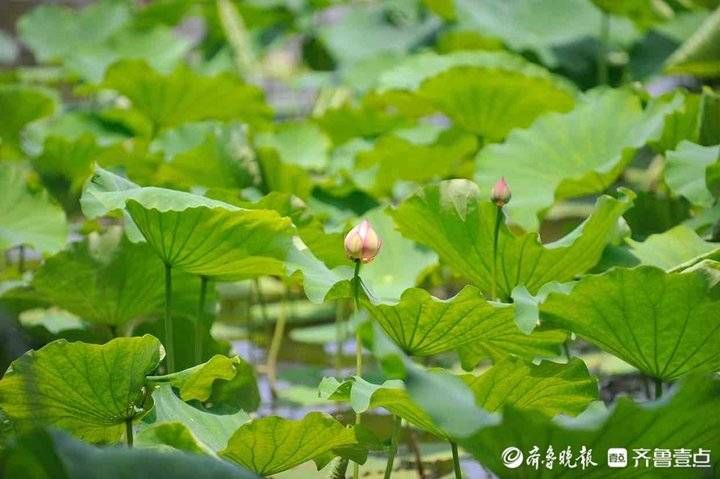 小荷初绽 夏日炎炎，小荷初绽