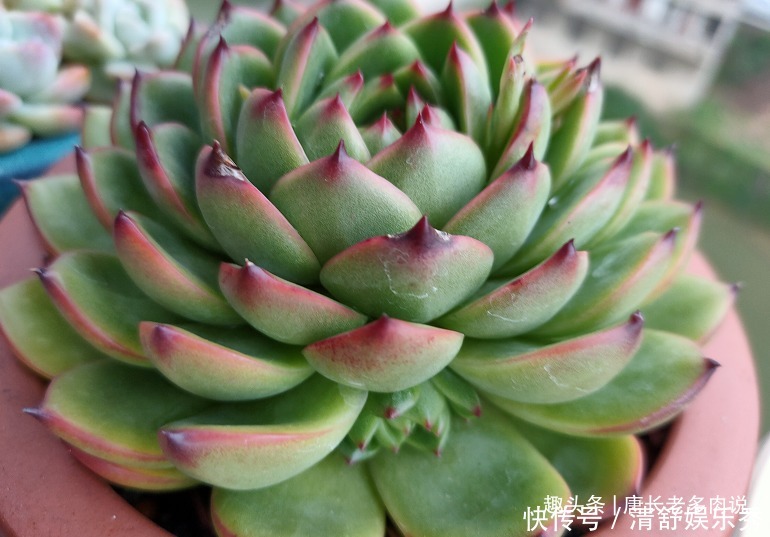 夏天|养多肉7年,我的多肉夏天基本不会出现黑腐,来看看是怎么做到的