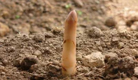 农村深山中的一种草药，无根无叶会跑又会飞