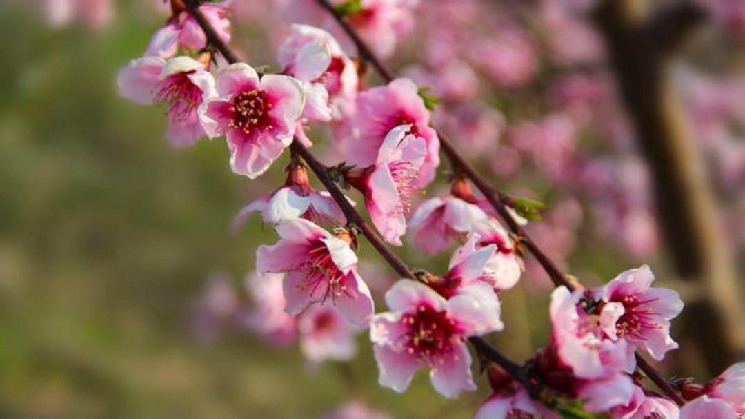 暗用|裴迪一首很有趣的诗,通篇构思巧妙暗用典故,寓意深远很有韵味