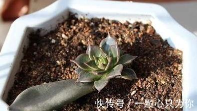 普货也能养出高级感，自带神秘bgm的多肉植物，高冷黑王子多肉