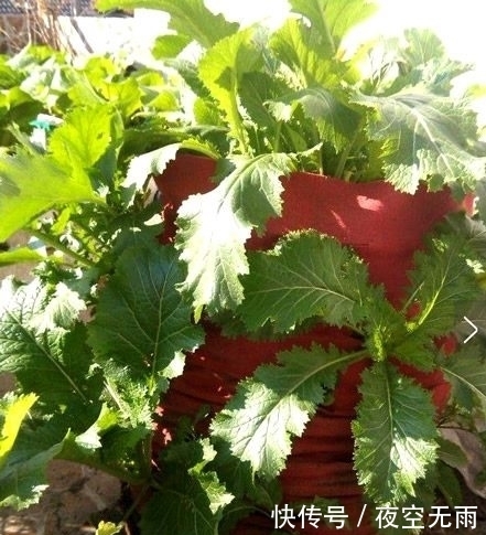 新意|花友直接用旧地毯做成种菜的工具，颇有新意，以后不愁没种菜盆了