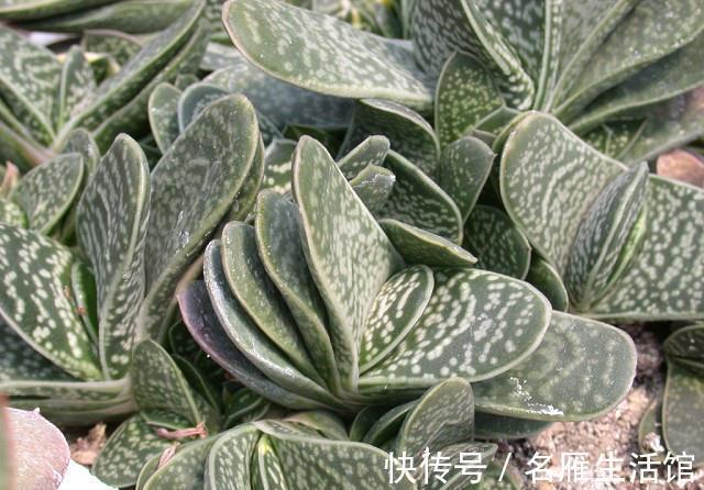 这些不喜欢阳光的多肉，养在办公室最合适了