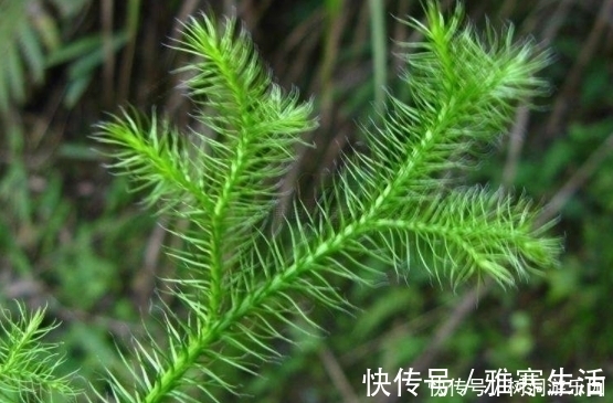 延缓衰老|女性40岁后,用3味药泡水喝,排湿气防失眠,对身体好处多