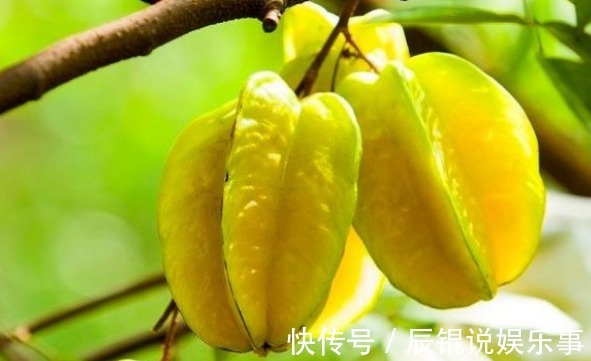 修剪|杨桃降低血脂、生津止渴,农民种植只需掌握四点,收获高产杨桃