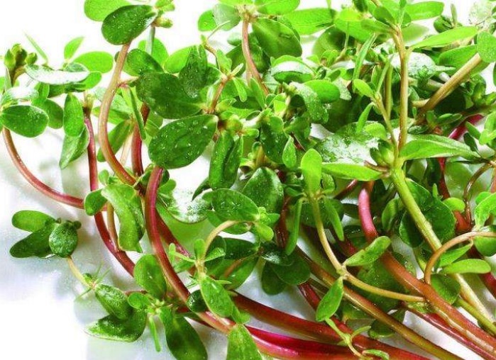 白酒|马齿笕加白酒泡一泡,老人坚持一个月,4大好处不请自来!