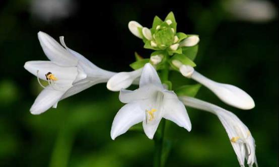 大雪|农历十一月大雪过后,养什么花?家里养3种花,吉星高照幸福安康