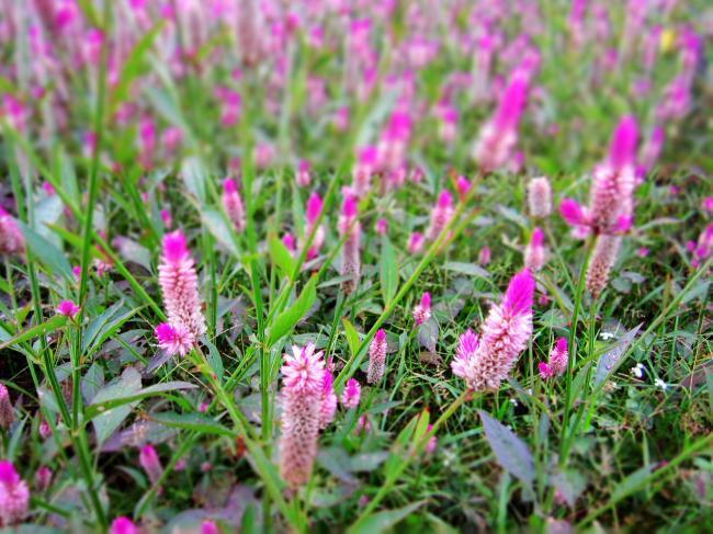 清热|立秋后,常用此草泡水喝,每天喝一杯,清肝明目,祛湿清热