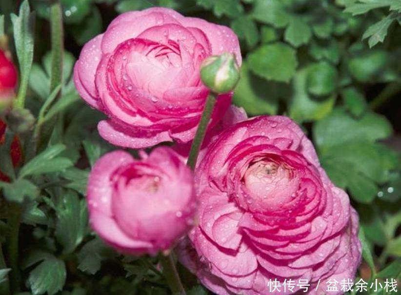 绿萝|4种花比牡丹还漂亮，比绿萝还好养，年年花开不断，一盆开花100朵