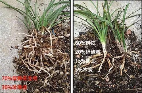 4种“壳”每家都有,丢盆里疏松透气,2年不用换盆,长得旺!
