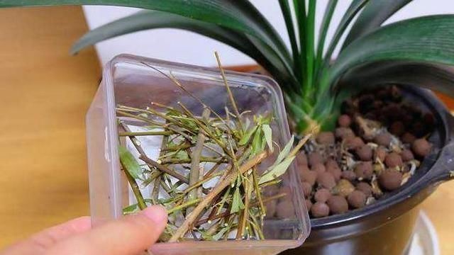 根系|公园里面逛一逛,3种“垃圾”捡回家,花盆里扔一些,啥花都喜欢