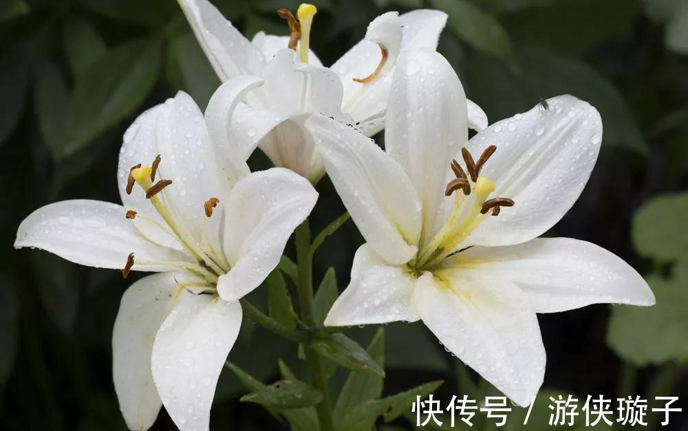 几种花很漂亮,好吃又养生,懂花的人都喜欢,你家有吗