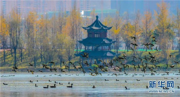 央视聚焦斗南花市：年宵花卖得非常火爆！——昆明广播电视台