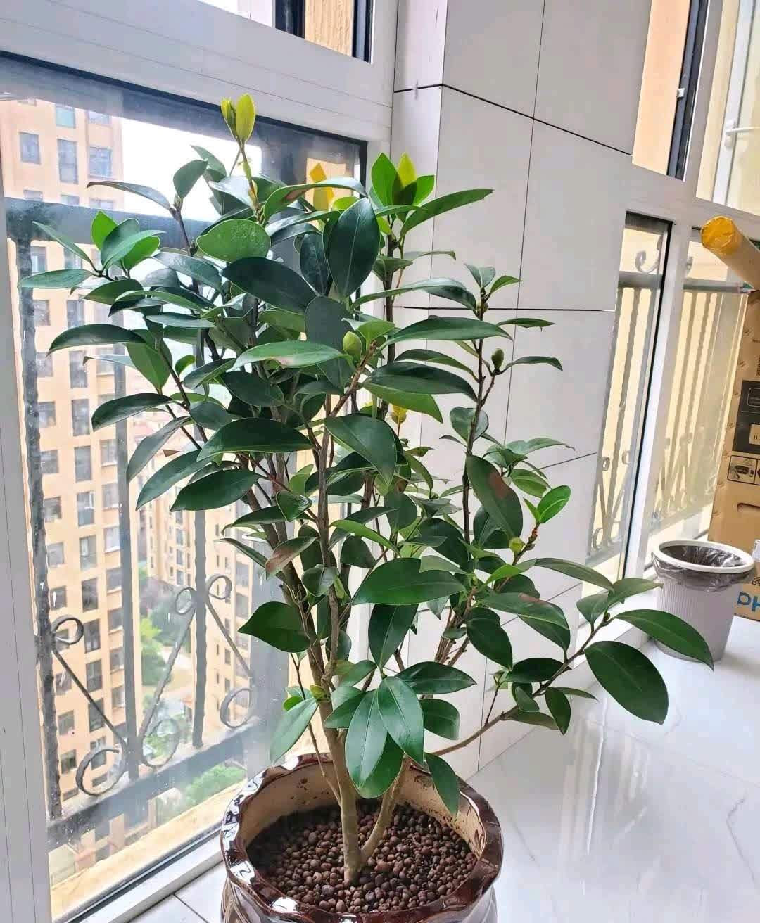 春天来临,这5种盆栽要修理一番了,剃成小光头,开花更顺利