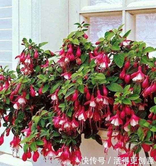 5种“酸性花”趁着春天快扦插,随便掐个枝,7天就生根,冒芽!