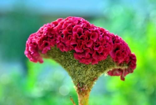 健康|女性平时常吃此物,排出体内毒素,远离妇科病,子宫更干净!