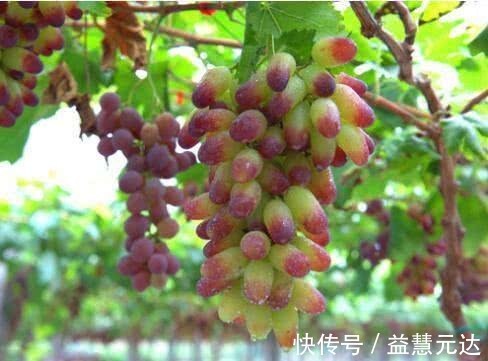 美容养颜|医生提醒女性多吃以下5种水果,美容养颜,还能帮助身体排毒