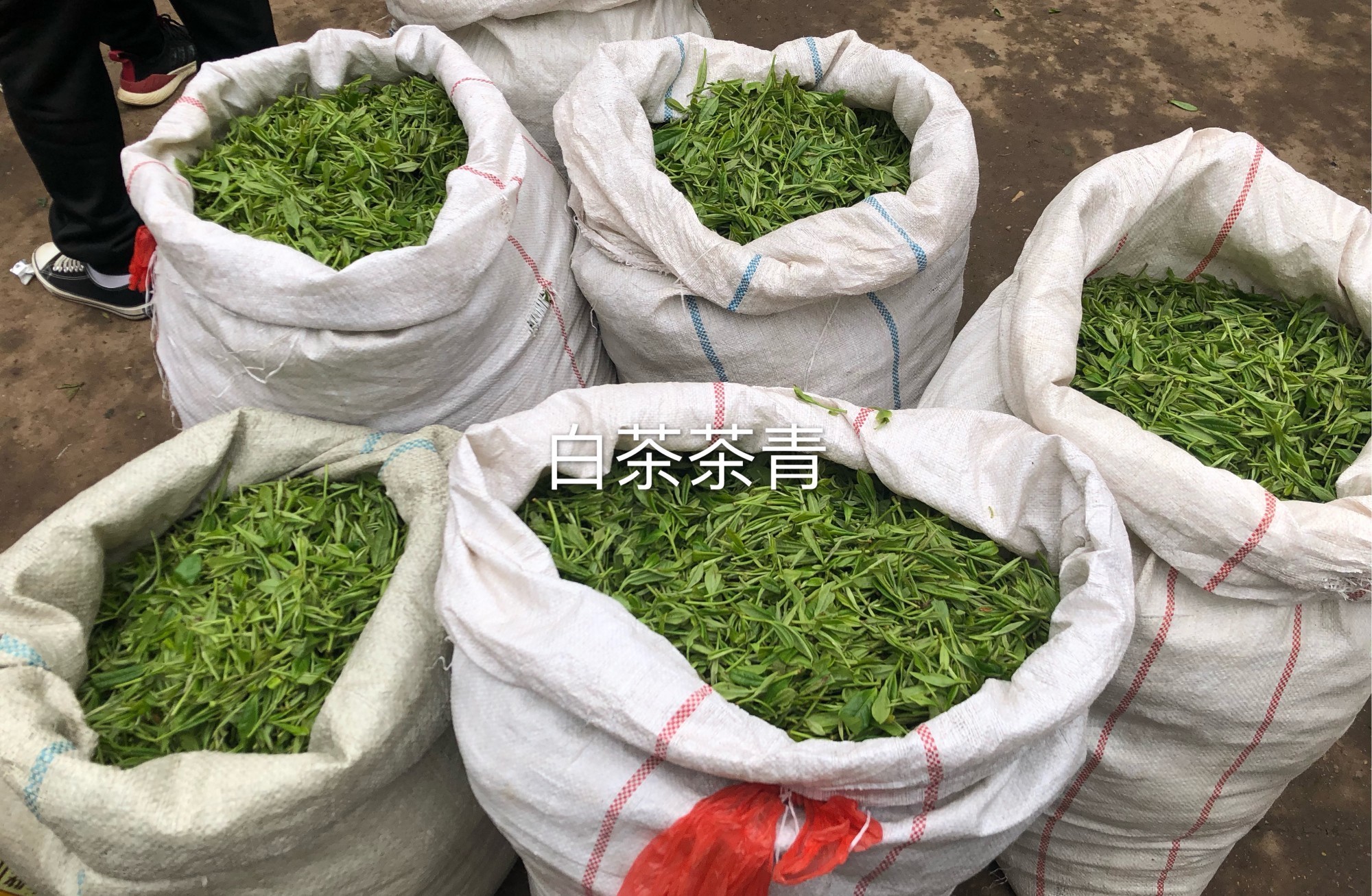 简单|茶叶的第一泡水脏吗？答案并不简单