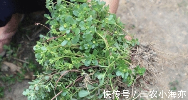 野菜|遇见“它”，请摘叶就好，别拔根，拔一棵，少一棵