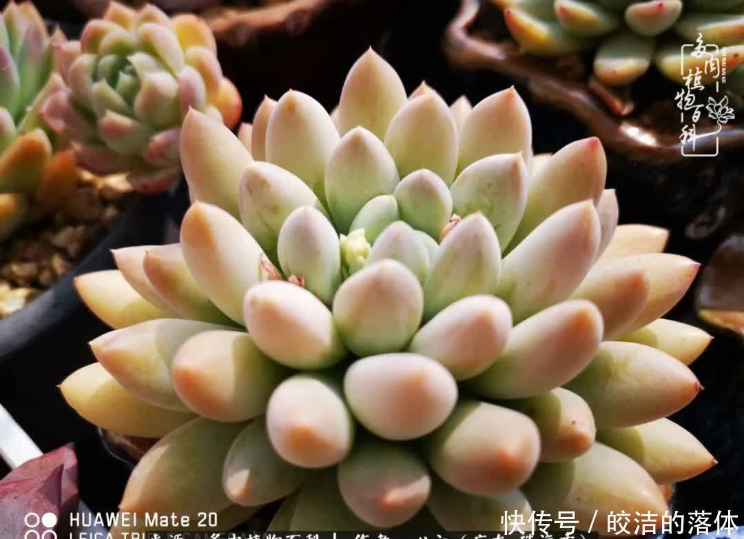 肉肉|与多肉的相遇,就是一场治愈之旅