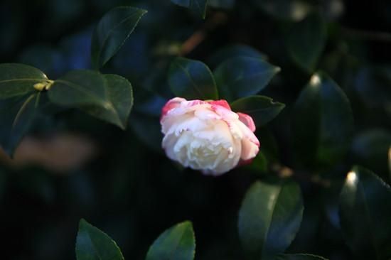 渐次|花港景区茶梅、茶花渐次绽放