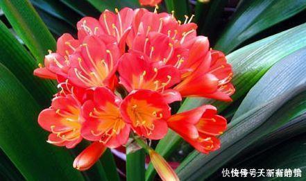 种花|4种花是懒人的最爱,好养易好颜值高,美极了