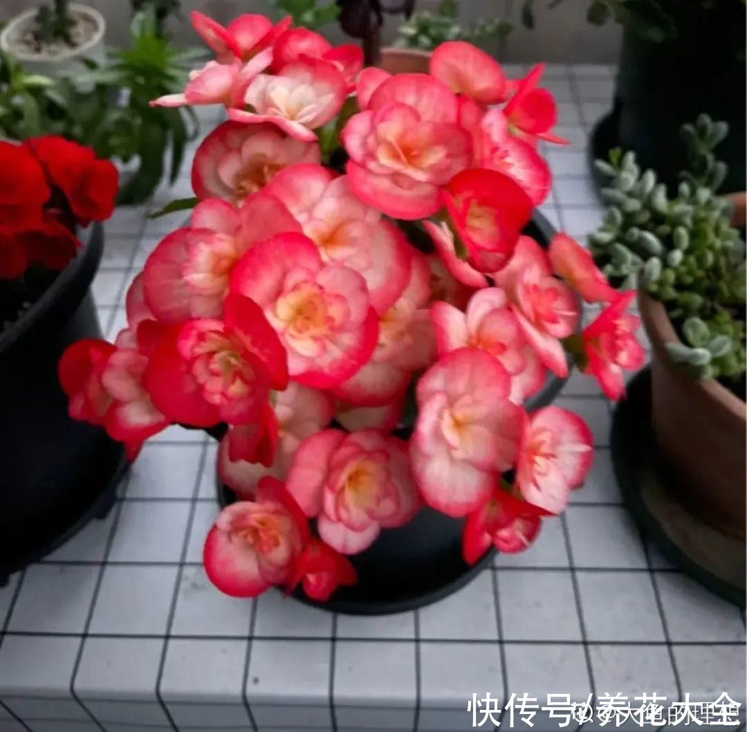 10种“怕晒花”,越晒死越快,半阴地儿反倒长得旺