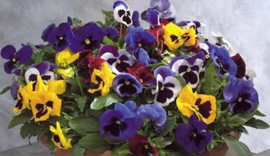 种子发芽温度|养花却不知道什么时候播种,看了此个就知道了